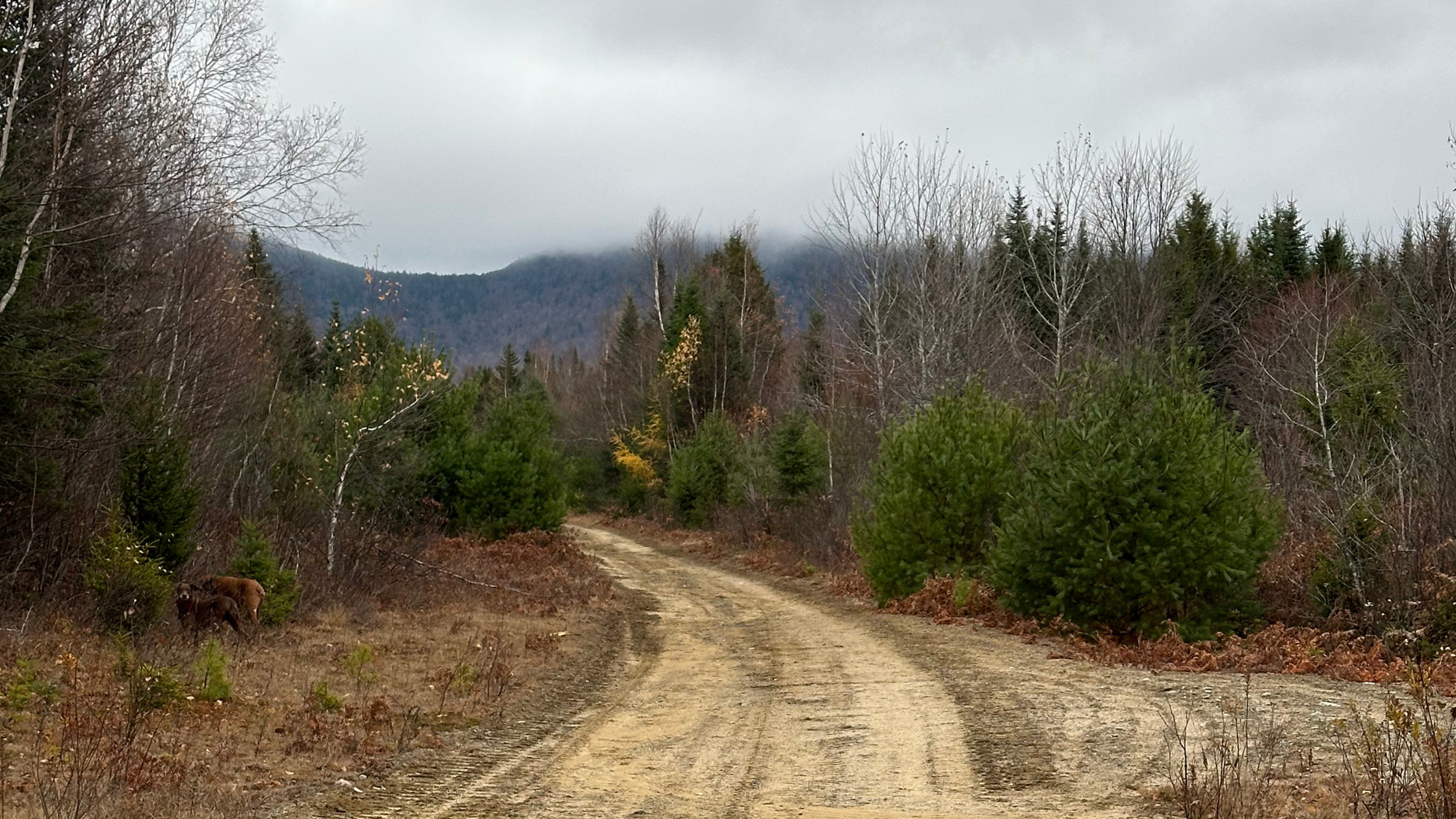 How Much Does a Full Day of Upland Hunting Really Cost Your Body?