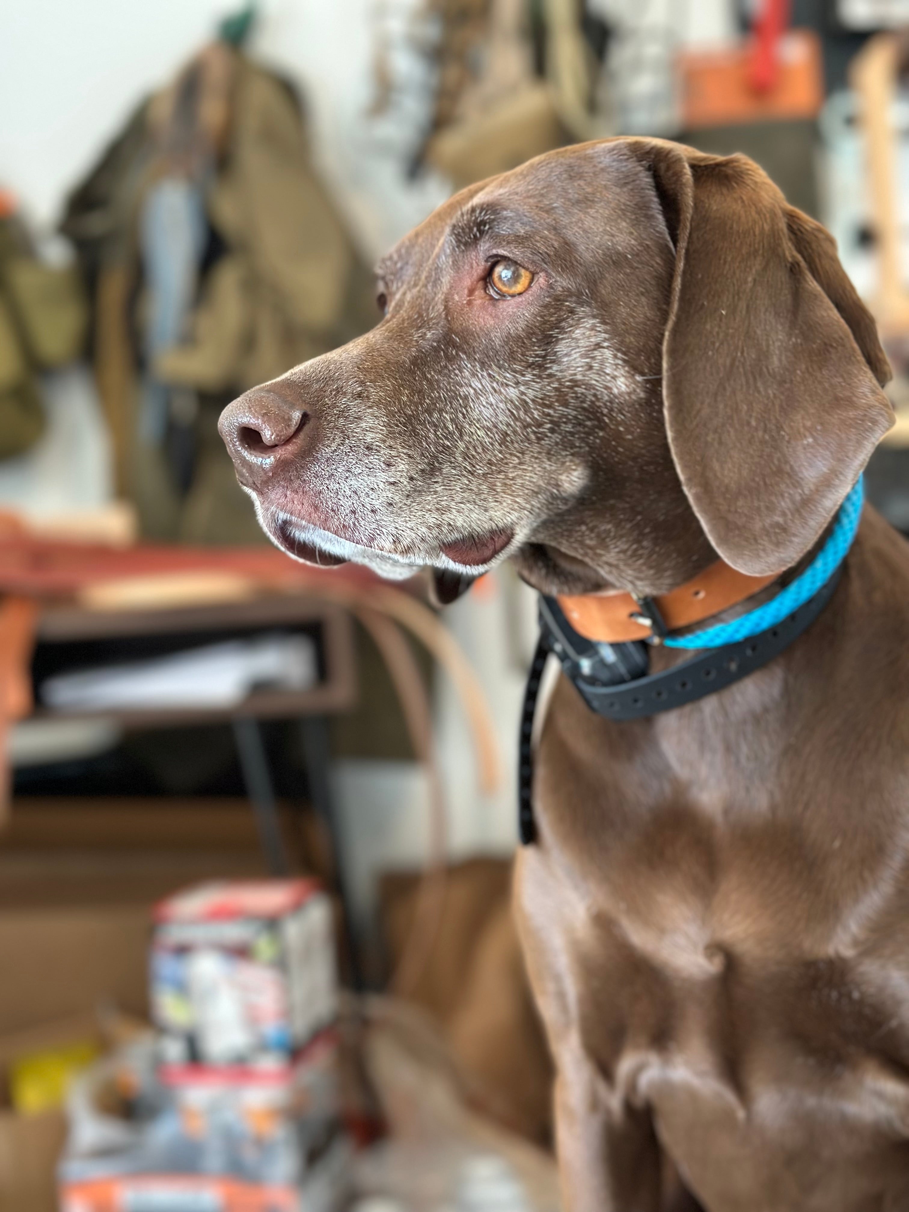 Forged Field Dog Collar - Preorder - Ships End of July